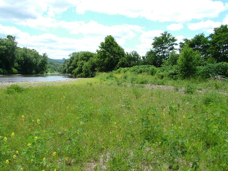 Periodically Exposed Shoreline Community